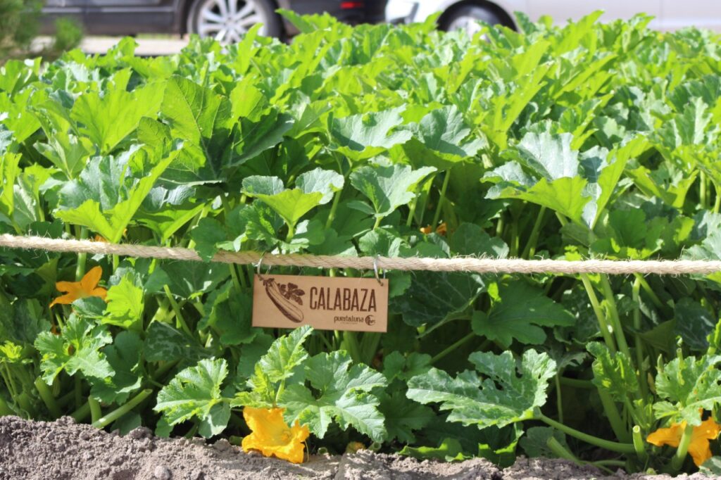 Huerta de calabaza lista para la cosecha  en los huertos de permacultura